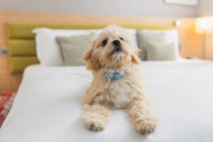 friendly dog is playing on the bed in hotel room
